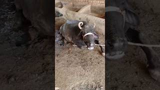 Buffalo and goats village amazing video #goat #camel #youtubeshorts #youtubevideos #ytshorts