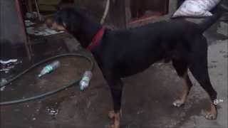 Very Sad to see Innocent Doberman Dog living in this unhigenic place