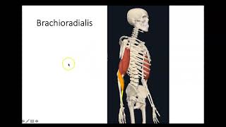 Bio 4_Lab Arm muscles