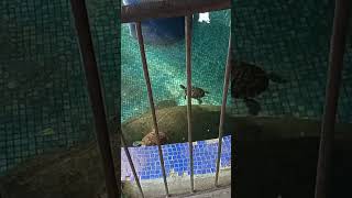 Dolphin Spotted in Kolkata Zoo - What's Going on Here?! #shortsfeed #shortvideo #shotsviral #dolphin