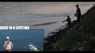 INSANE Cape Cod Canal Striper AND Bluefish BLITS-- CAPE COD CANAL STRIPER FISHING fall 2017