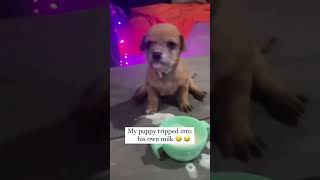 Funny Dogs 🐶🐶 Episode22 #shorts