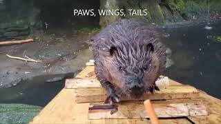 AMERICAN BEAVER LIKES TO EAT CARROTS | 👍ANIMALS