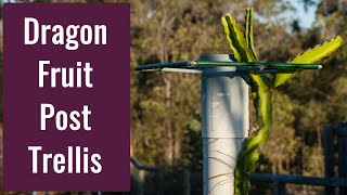 Dragon Fruit Post Trellis