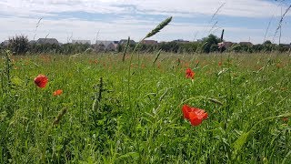 Horses field 2018 July 11. Abbots Langley