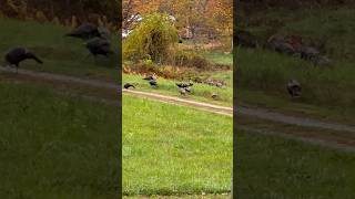 It’s a WILD TURKEY Mornin’ on the Farm 🦃