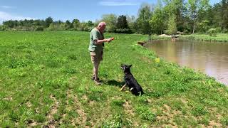 German Shepherd Jake, 6 months , lake swimming