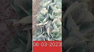 How to grow cabbage (band gobi) in fields /how to care of band ghobi/Murad Ali Rehmani