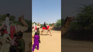 Camel fair in Pakistan 🇵🇰 #shorts  #shortvideo  #youtubeshorts