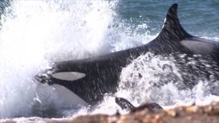 orcas nat geo wild 2014