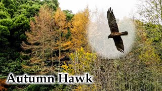 Autumn Color, Hawk, Ducks, Fantail #4k #birds #newzealandlandscape #naturesounds