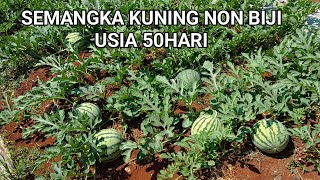 Update Semangka kuning non biji usia 50hst #semangka