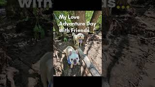 Doodle Adventure Day with friends... #dogs ##viral #puppy #bulldog #british #shorts #viralvideo