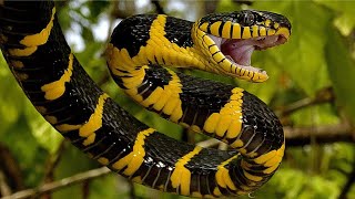 Mangrove Snake Pictures