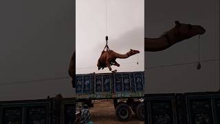 Camel Loading in Truck #ytshorts #cameltruck #cameltransport #camelloading #shorts