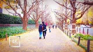 Japan Autumn | Walk from Aoyama's line of trees to Sendagaya station. | 4K ASMR