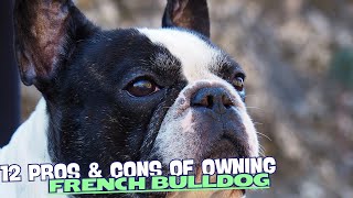 12 Pros & Cons of Owning a French Bulldog! 💙