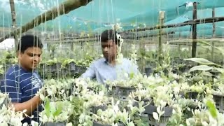 সুভাবর্ধনকারী গাছের নার্সারী - Nurseries of ornamental plants - Around of bengal