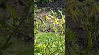 BUSY BEE WORKS TOMATO FLOWERS SWEDEN 🇸🇪