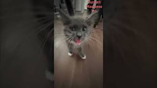 Funny Animals Videos 🤣 | Ep. 455 #shorts #viral #funny