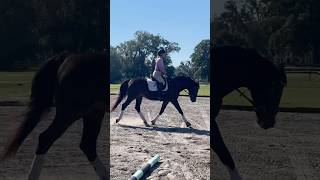 Such a good boy from 2 weeks off! 💗 #horse #equitation #equestrian #dressage #showjumping #wec #eq