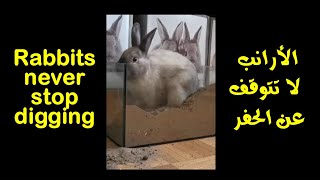 Rabbits never stop digging #shorts الأرانب لا تتوقف عن الحفر