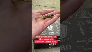 Smallmouth Can't Resist This Bait #fishing #bassfishing