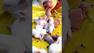 Five baby rabbits inside one egg 🥚#rabbit #baby #trendingshorts #shorts