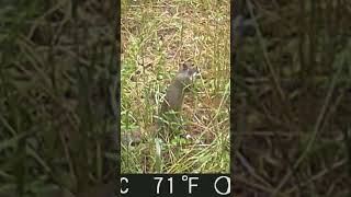 Squirrel Eating Grass Seeds in Food Plots #shorts #shortsfeed #wildlife #mkyb