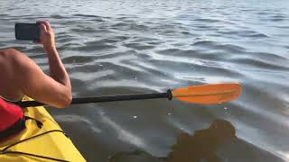 Kayaking with beluga whales at Churchill River