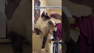 Look what he does when we touch him #catfunnyfightcompilation #catlover #funnycatfight