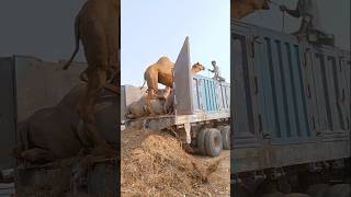 Camel loading #ytshorts #camel #camelloading #cameltransport #cameltruck #shorts