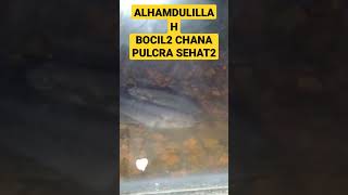 Beli bocil chana pulcra langsung rekondisi ditank besar #ikanhias #chana #ikan #ikanpredator