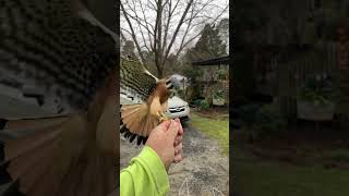 American Kestrel coming in hot during training! #falcon #bird #animals #falconry #training #wildlife