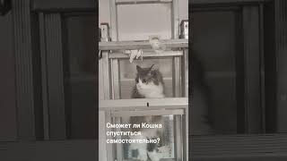 Самостоятельная Кошка #кошки #кошкавдоме #ремонт