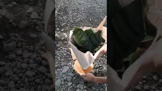 Si hitam manis yang menggoda #unboxing #philodendron #blackcardinal