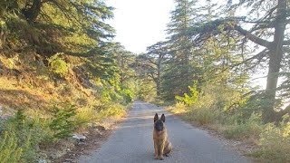 At Ain Zhalta Bmohray Cedars Forest With My Lovely Dog