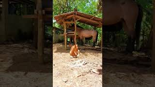 A Baby Horse (Foal) Sun Bathing  🐎 🐴