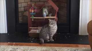 wild side of scottish fold kitten playing ,  parakeets sensing the danger