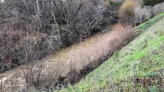 Stevens Creek after Rain