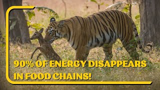 Unbelievable but true: 90% of Energy Disappears in Food Chains!