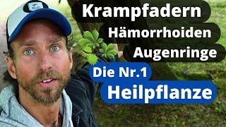 Krampfadern und Hämorrhoiden adé: Die beste Heilpflanze gegen Venenschwäche