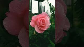 beautiful rose# short