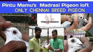 Pintu Mamu's Madrasi pigeon Loft ||Only Chennai breed pigeon ||