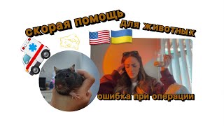 Скорая помощь для животных | ошибка врача и последствия #жизньвсша #влогсша #америка