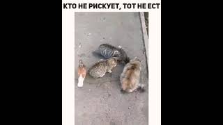 Кто не рискует тот не ест