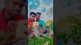 #More #botol #pawra #mi #furugan#chakna#Santali#video