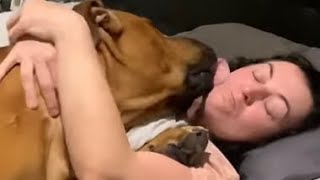 Boerboel Wake Up Call #trending #boerboel