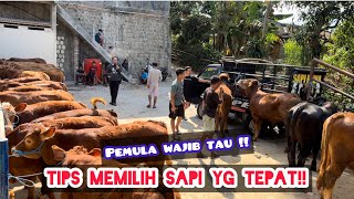 CARA MEMILIH SAPI YG TEPAT UNTUK PEMULA ‼️ GROSIR SAPI BERGARANSI & TANPA CALO