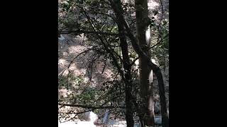 Curious brown bear comes to our picnic area in Switzer, Altadena, California